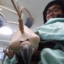 독수리 수수께끼…콘도르보다 큰가, 수리와 독수리의 차이 이미지
