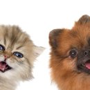 24시 송도힐 동물메디컬센터 이미지