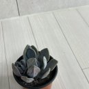 영신스토어