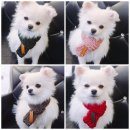 멍클레어 이미지