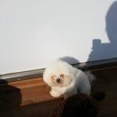 뷰티펫하우스 이미지