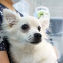 굿닥터동물병원 이미지