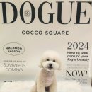 코코스퀘어 애견미용 이미지