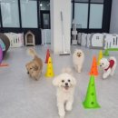 사랑한다, 멍 이미지