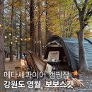 영월 인 더 나이트 | 영월 보보스캇 | 메타세콰이어 아래서 즐기는 가을캠핑, T6번 후기와 실시간단풍