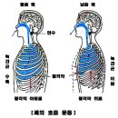 2.물질의 대사 - 4. 호 흡-(1) 호흡 기관과 호흡 운동 이미지