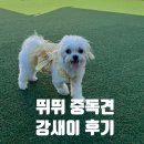 털찐강아지 이미지