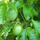 패션프루츠 (Passion fruit) 이미지