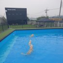 김포 보스독 이미지