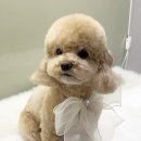 스타애견미용 | 파주애견미용 후기, 운정스타필드 웰니스 펫빌리지