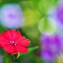 아침의 향기 이미지