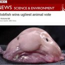 데일리 피쉬 이미지