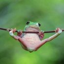 청개구리 이미지