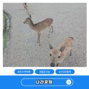 일본여행 아이와함께 오사카 근교 나라공원 사슴 보고 온 후기
