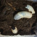 오리오 펜션 이미지