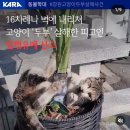 [동물권행동 카라] 16차례나 벽에 내리쳐 고양이 '두부' 살해한 피고인 집행유예 선고됨 (+1분이면 되는 🔥항소요청🔥) 이미지