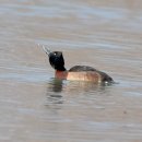 붉은가슴흰죽지(Baer's Pochard) 이미지