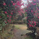 미스틱베이커리 | 차 [섭지코지 > 서귀피안베이커리 > 제주성읍마을 > 고흐의정원 > 사려니숲길 > 미스틱3도 > 알작지...