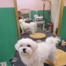 더 도도하개 이미지