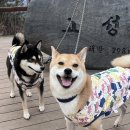 관산길 | 강아지와 함께 떠나는 안성 힐링 코스: 고성산 등산 &amp; 글램핑 고깃집 &#39;고기요기 안성&#39; 후기