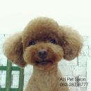 아지펫살롱 이미지