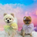 멍풀하우스 이미지