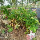 종신농장 이미지