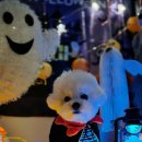 부산애견호텔 강아지유치원 맘바이 사하구점 이미지