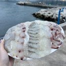 거제센타 | 아주동 횟집 거제해금강회센터 회포장 숙소에서 먹은 솔직후기