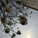 푸른 달 | 3월 꽃이 피네요(+신시도자연휴양림 푸른 달 후기)