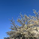 나들가게 정문 | 벚꽃철 여의도, 여기까지 가보세요