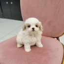 강아지분양 애견분양 꽃강아지 광진점 이미지