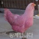 일산애견스쿨 이미지