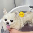 아이몽펫 | 대전 도안동 아이몽펫 곰돌이컷 후기 계속 맡기고싶은 애견미용실