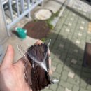 카페람람