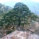 산안2리 Daum카페