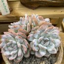 먼로농장 이미지