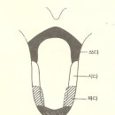 2-3. 혀의 구조와 기능→쓴맛은 혀 안쪽에서, 단맛은 혀 끝에서 느껴요 이미지