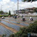 성산구 가음정동, 친환경 EM 배추텃밭 조성 이미지