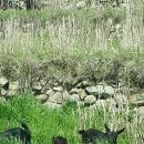 흑염소목장 이미지