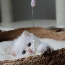 네코모리 이미지