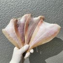 가자미