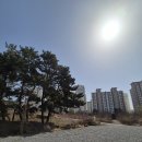 예초 대행 업체의 화성 미술관 넝쿨 잡초 벌목 파쇄석 작업