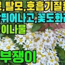 섬쑥부쟁이(부지깽이나물,산백국)―유방암·폐암·위암·간암등에 항암, 유해세균제거,탈모,백혈병,기침·가래,인후염,편도선염,기관지염,급성임파 이미지