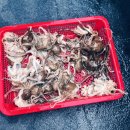 서해로 | 서해 봄 쭈꾸미 낚시 무창포 배짱호 출조 후기, 공략법 3m 수심에서 30마리 잡은 방법