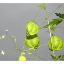 오늘, 정원 이미지