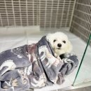 이솜동물병원 이미지