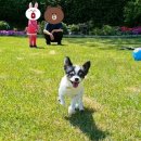 대심동물병원 이미지