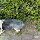 난이꾸꾸 애견미용실 | 구리 갈매동 오픈된 강아지미용실 애견미용잘하는 곳 추천 난이꾸꾸