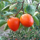 대봉축산 이미지